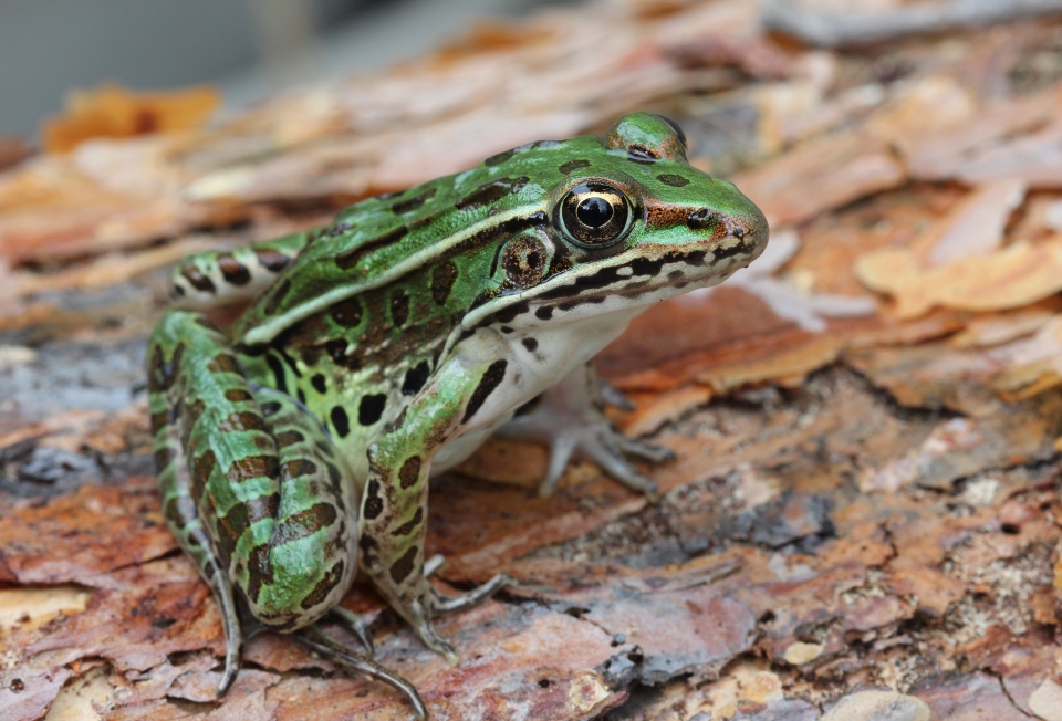 Northern Leopard Frog